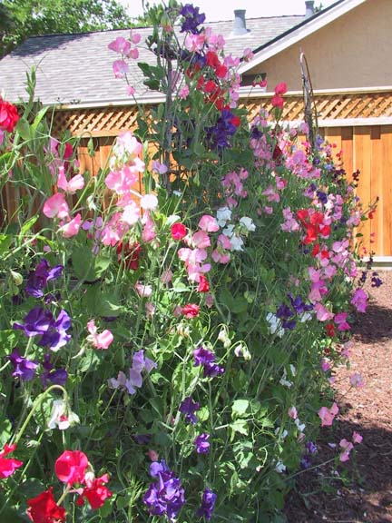 Sweet Pea Vegetable